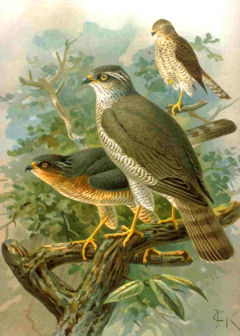 Accipiter nisus